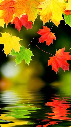 Осень Обои на телефон группа листьев на дереве