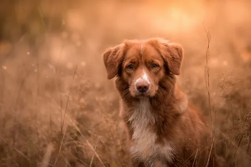 Собака Обои на телефон собака, стоящая в поле