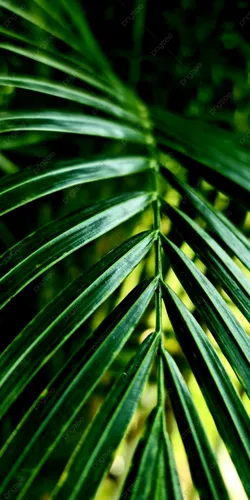 Тропические Листья Обои на телефон 4K