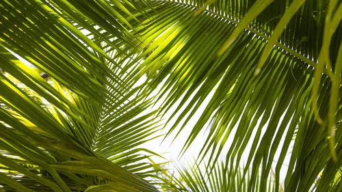 Тропические Листья Обои на телефон HD