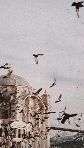 Турция Обои на телефон птицы летают в небе