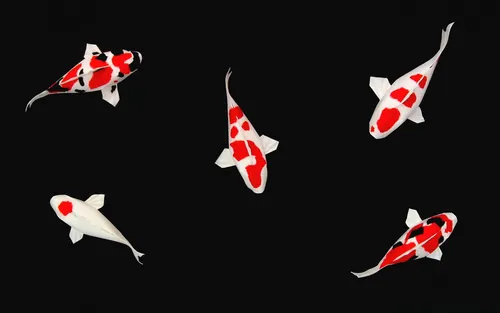 Красно Черные Обои на телефон группа белых и красных рыб