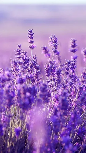 Лаванда Обои на телефон поле фиолетовых цветов