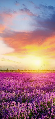 Лаванда Обои на телефон поле фиолетовых цветов с закатом на заднем плане