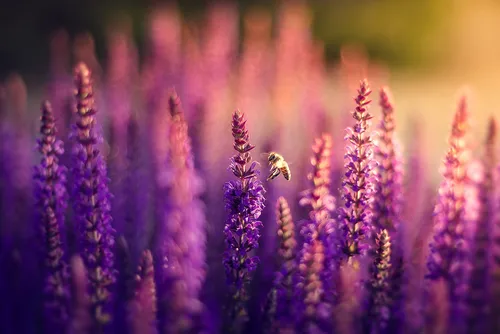 Лаванда Обои на телефон пчела на цветке