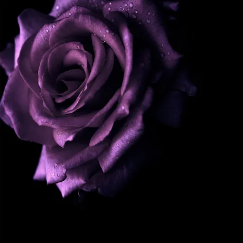 Сиреневые Обои на телефон крупный план фиолетовой розы