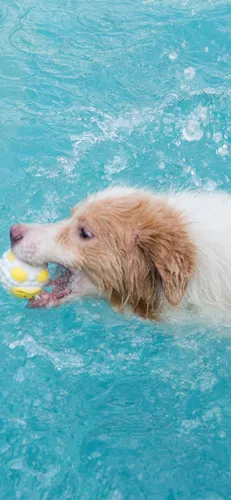 Милые Собаки Обои на телефон собака с игрушкой во рту в бассейне