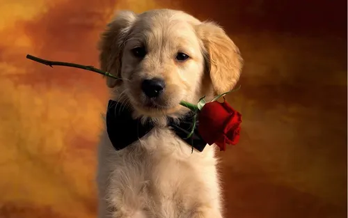 Милые Собаки Обои на телефон собака, держащая розу во рту