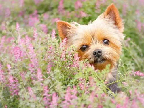 Милые Собаки Обои на телефон собака в цветочном поле