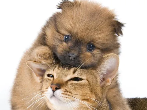 Милые Собаки Обои на телефон кошка и собака