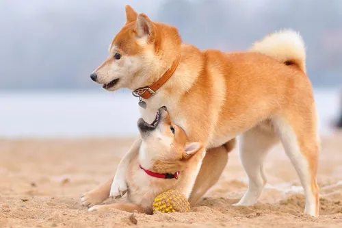 Милые Собаки Обои на телефон собака и собака играют на пляже