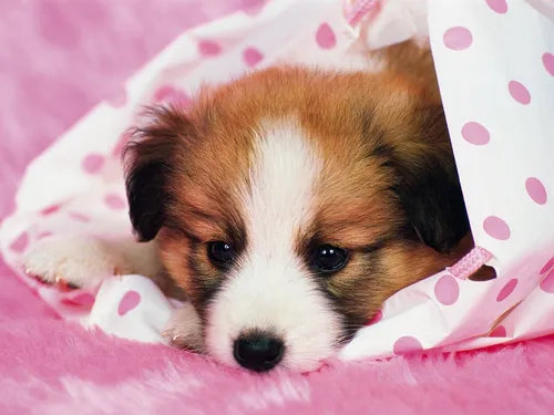 Милые Собаки Обои на телефон маленький щенок на розовом одеяле
