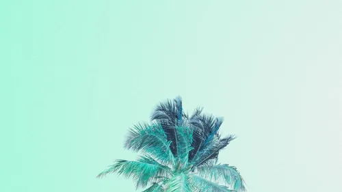 Мятные Обои на телефон пальма на фоне голубого неба