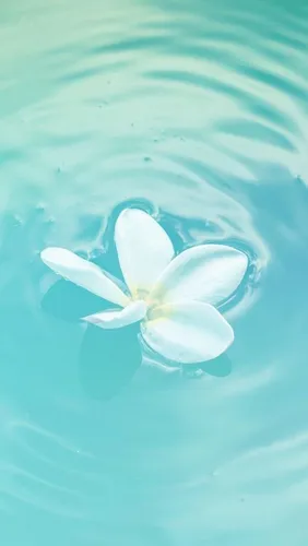 Мятные Обои на телефон белый цветок, плавающий в воде