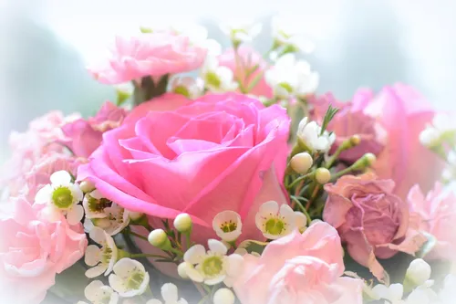 Нежные Цветы Обои на телефон розовая роза крупным планом