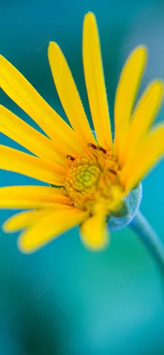 Нежные Цветы Обои на телефон пчела на желтом цветке