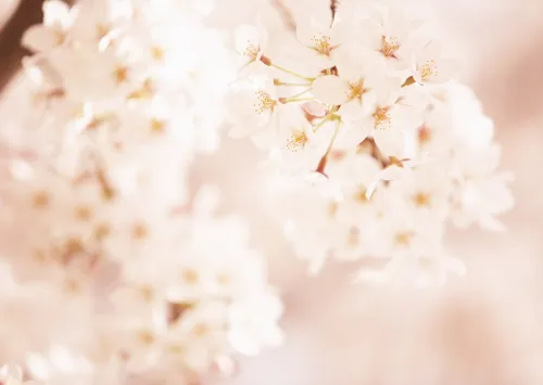 Нежные Цветы Обои на телефон белые цветы крупным планом
