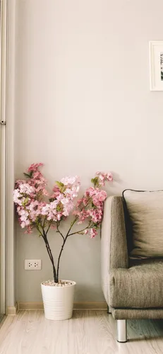 Нежные Цветы Обои на телефон растение в горшке в комнате