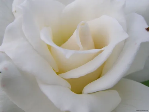 Нежные Цветы Обои на телефон белая роза с желтым центром