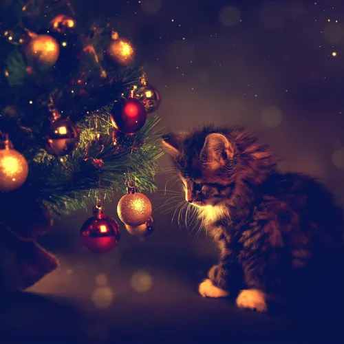 Новогодняя Елка Обои на телефон кошка, сидящая рядом с елкой