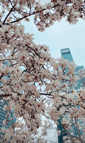 Корея Обои на телефон дерево с белыми цветами