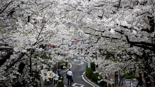 Корея Обои на телефон улица, усаженная белыми деревьями