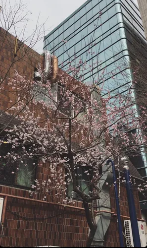 Корея Обои на телефон дерево с цветами перед зданием