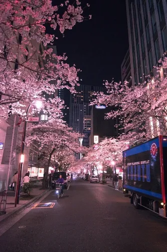 Корея Обои на телефон улица с розовыми деревьями по обе стороны