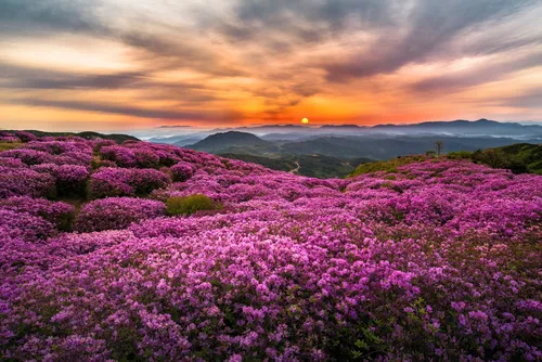 Корея Обои на телефон поле фиолетовых цветов