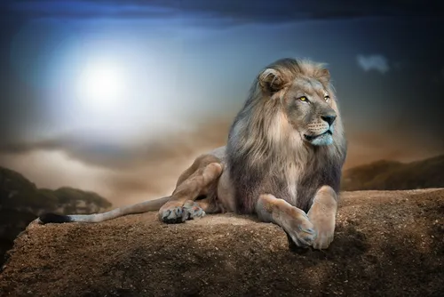 Король Лев Обои на телефон лев, лежащий на скале