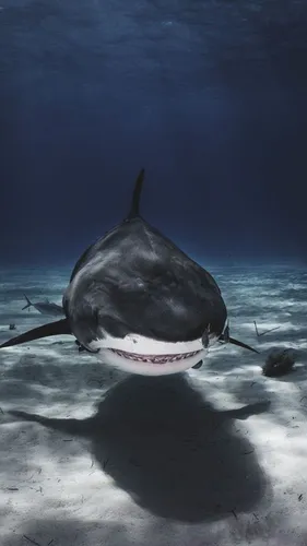 Акула Обои на телефон акула с красным ошейником