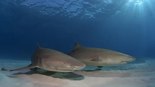 Акула Обои на телефон пара дельфинов плавает в воде