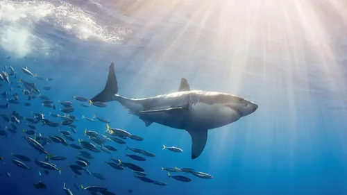 Акула Обои на телефон акула плавает с группой рыб