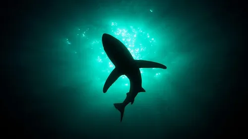 Акулы Обои на телефон человек под водой