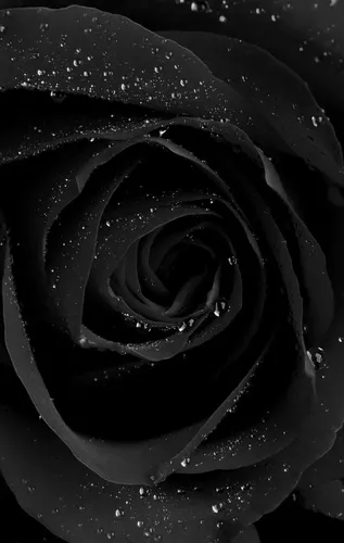 Чёрный Тёмные Обои на телефон роза крупным планом