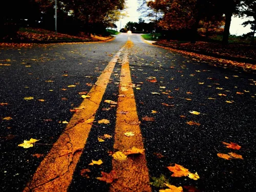 Дорога Обои на телефон дорога с желтыми листьями на обочине