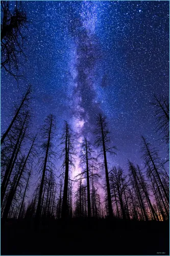 Звезды Обои на телефон группа деревьев с млечным путем в небе