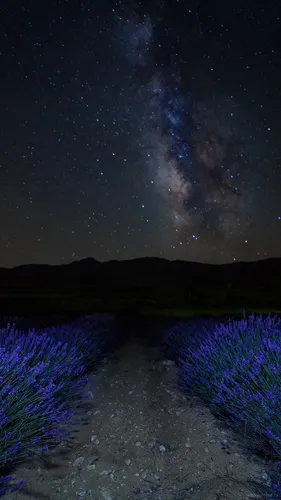 Звезды Обои на телефон звездное ночное небо над полем фиолетовых цветов