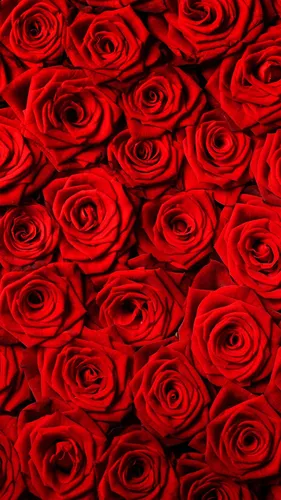 Красивые Цветы Обои на телефон роза крупным планом