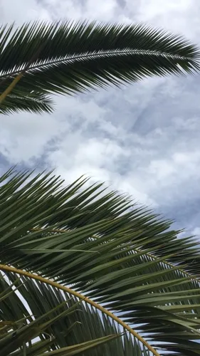Листья Обои на телефон крупный план некоторых пальм
