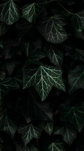 Листья Обои на телефон группа листьев