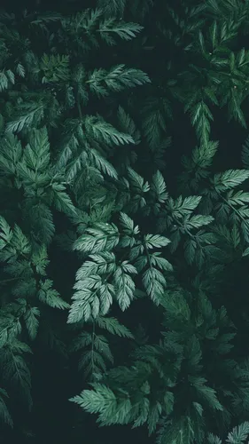 Листья Обои на телефон группа зеленых растений