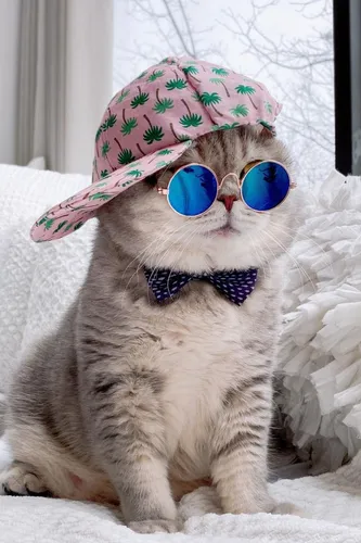 Милые Котики Обои на телефон кошка в солнцезащитных очках