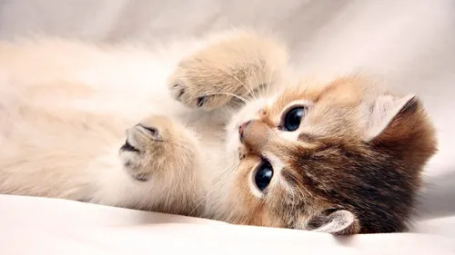 Милые Котики Обои на телефон детеныш лисы, лежащий на спине