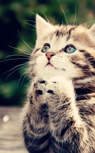 Милые Котики Обои на телефон кошка крупным планом