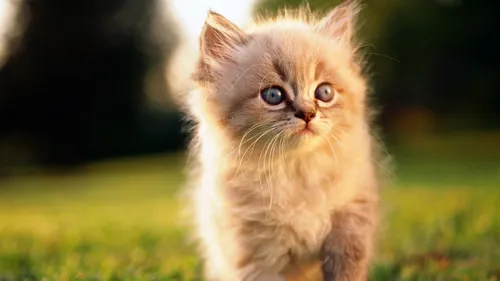 Милые Котики Обои на телефон кошка гуляет по траве