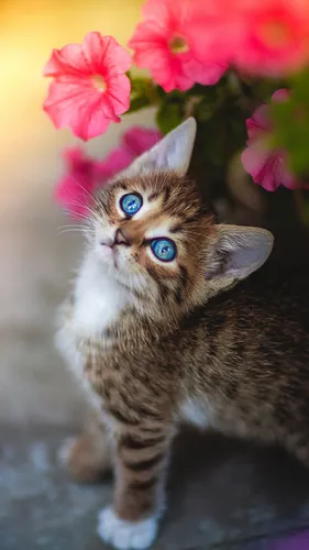 Милые Котики Обои на телефон котенок с голубыми глазами