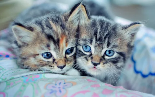 Милые Котики Обои на телефон пара котят