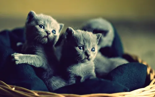 Милые Котики Обои на телефон группа котят в корзине