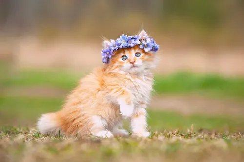 Милые Котики Обои на телефон кошка с цветочной короной